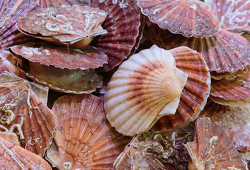 Seashells background