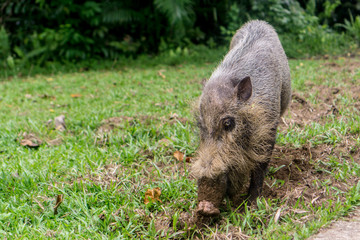 Kuching (Sarawak), Borneo
