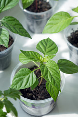 Planting stock of chili pepper saplings on window sill