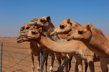 Camels on the farm