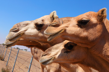 Obraz premium Camels on the farm
