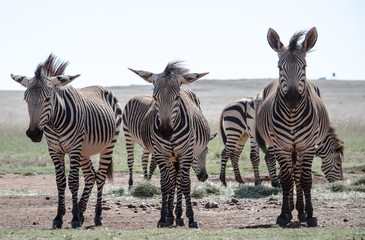 Three Zebras