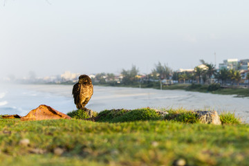 The owl and the coast city