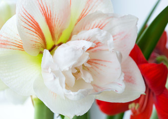 Close up of amaryllis Nymph flower blooming on window sill