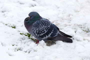 Pigeon in the snow in winter