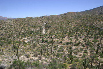 Fototapeta na wymiar Arizona Desert 33
