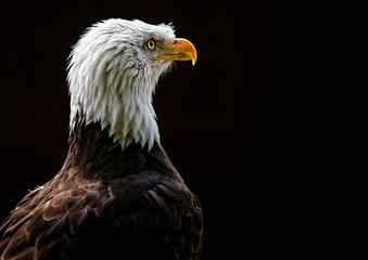 Close up of Bald Eagle head
