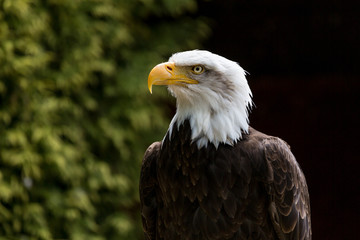 Close up of Bald Eagle head