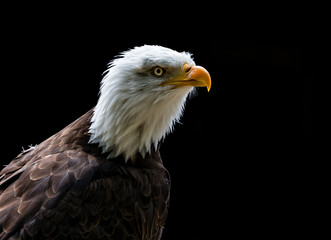 Close up of Bald Eagle head