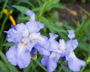 Blue Denim bearded iris blooming in spring garden, early spring bloomer