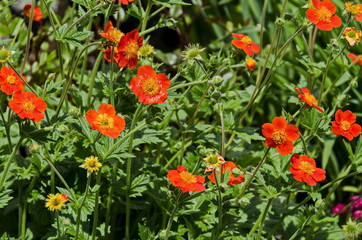 Sunlight Red Geum or avens flowers at garden, Sofia, Bulgaria 