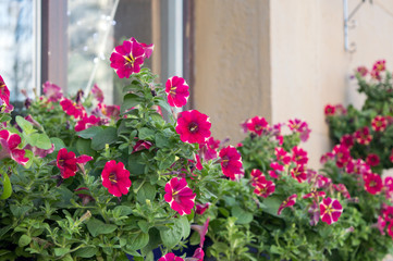 Fototapeta na wymiar Bright pink petunia flowers growing on the windows outside