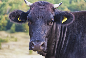 Naklejka premium Cow portrait