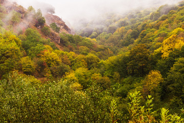 Autumn forest mist