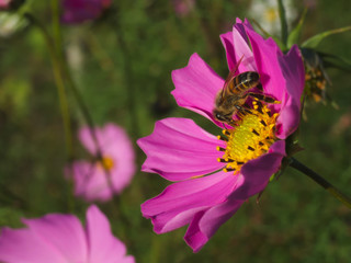 Pink cosmos flower with a bee