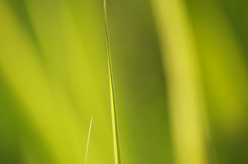 Green background,green leaf texture for typography,photo