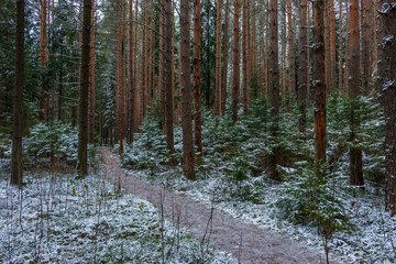 Obraz premium Pine forest priporoshenny first snow, Russia, autumn, forest trail