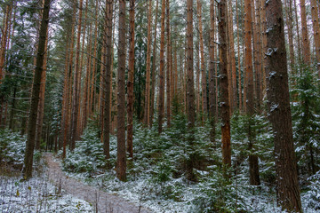  Pine forest priporoshenny first snow, Russia, autumn, forest trail