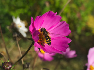 Hoverfly on a pink cosmos flower