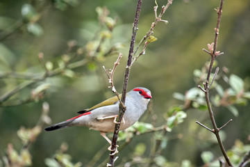 red browed finch