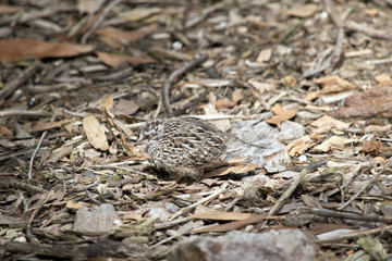 quail chick