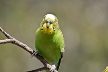 budgie