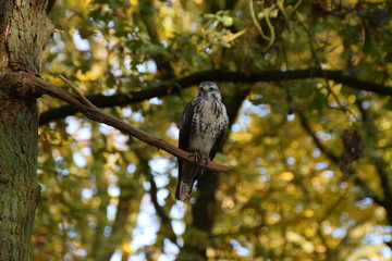 Buzzard bird of prey in a tree in the forest