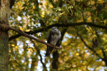 Buzzard bird of prey in a tree in the forest