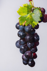 Bunch of large organic table dark grapes