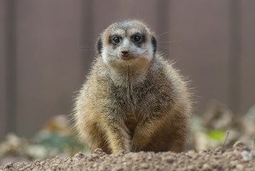Neugieriger Blick