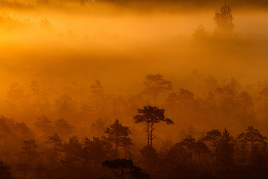 Dawn with fog in the trees