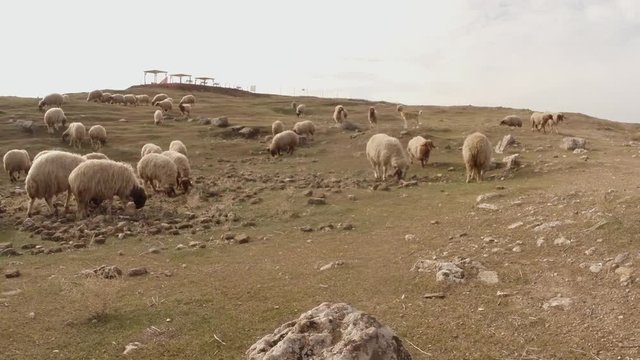 a sheep flock and a dog on a hill on the ruins of an old fortress
