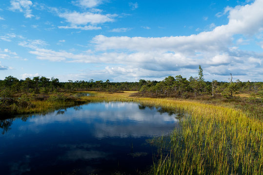 Landscape of a swamp in Estonia