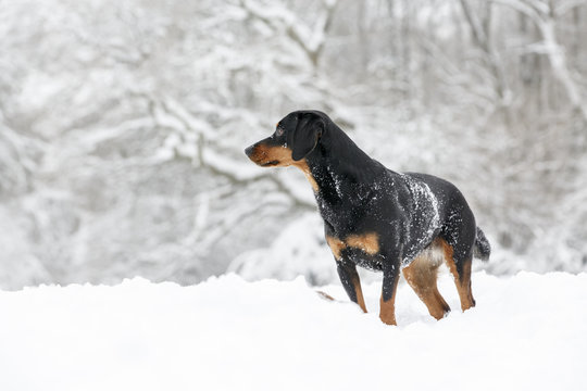 Bracke im Schnee