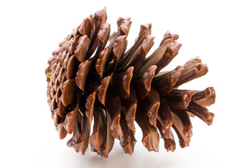 Christmas pine cone on white background.