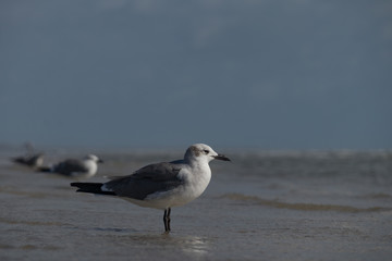 Seagull closeup on the beach