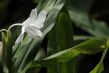 Schmetterlingslilie (Hedychium coronarium)