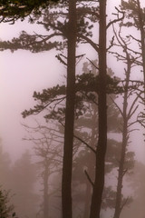 Naklejka premium Pine trees fog