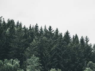 / falling trees