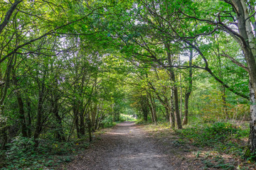 Forest path with trees lining in Essex, England.