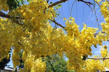 Cassia fistula tree with yellow flowers in summer, Australia