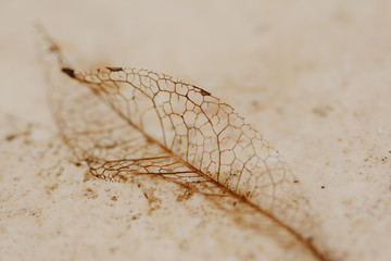 Skeleton Leaf