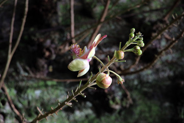 Kanonenkugelbaum (Couroupita guianensis)