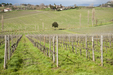 Fototapeta premium vineyards in Val d'Orcia - Siena, Italia - The Val d’Orcia, is a region of Tuscany. Its gentle, cultivated hills are occasionally broken by gullies and by picturesque towns and villages