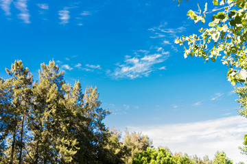 Blue sky, sun and clouds through branches, trees, leaves and flowers