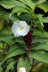 Obraz premium Prächtige Kostwurz (Cheilocostus speciosus)