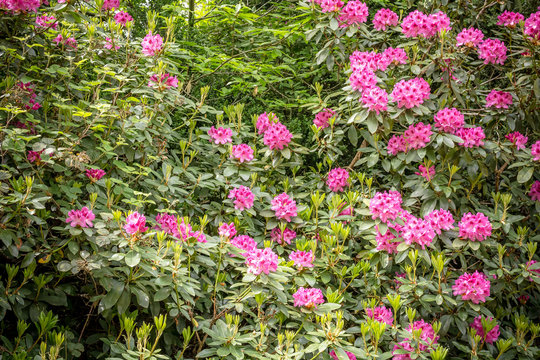 Beautiful flowers