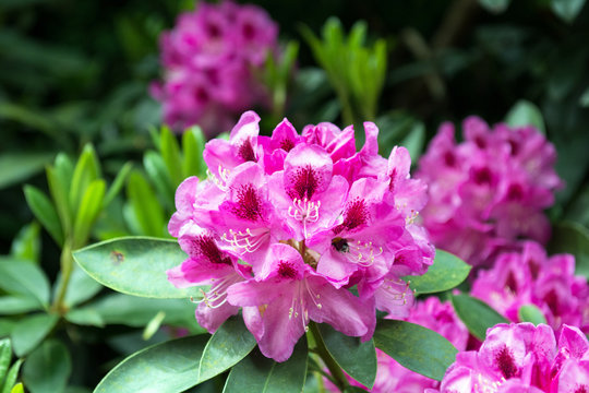 Beautiful flowers
