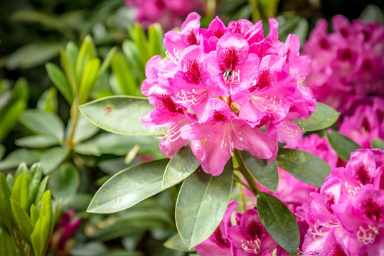Beautiful flowers