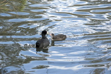 coot with chick hatchling